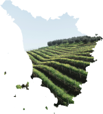 Evoluzione Toscana - Rappresentanze vini e consulenze Rappresentanze vini Rappresentanze vini