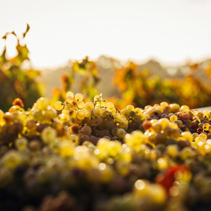 Evoluzione Toscana - Rappresentanze vini e consulenze Rappresentanze vini Rappresentanze vini