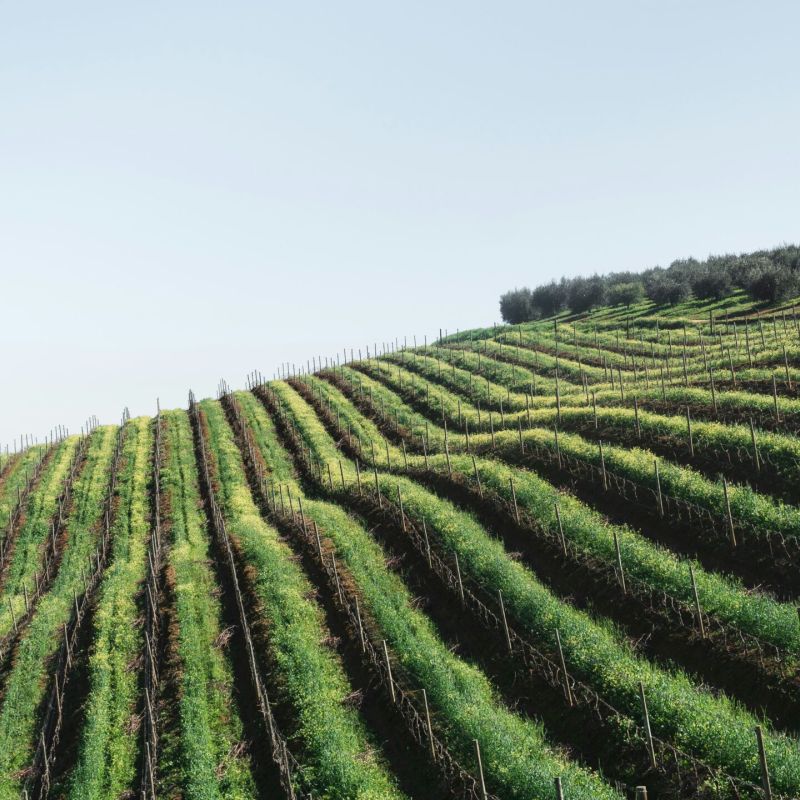 Evoluzione Toscana - Rappresentanze vini e consulenze Rappresentanze vini Rappresentanze vini